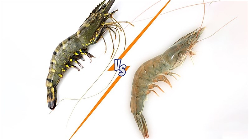 Phân biệt tôm thẻ và tôm sú