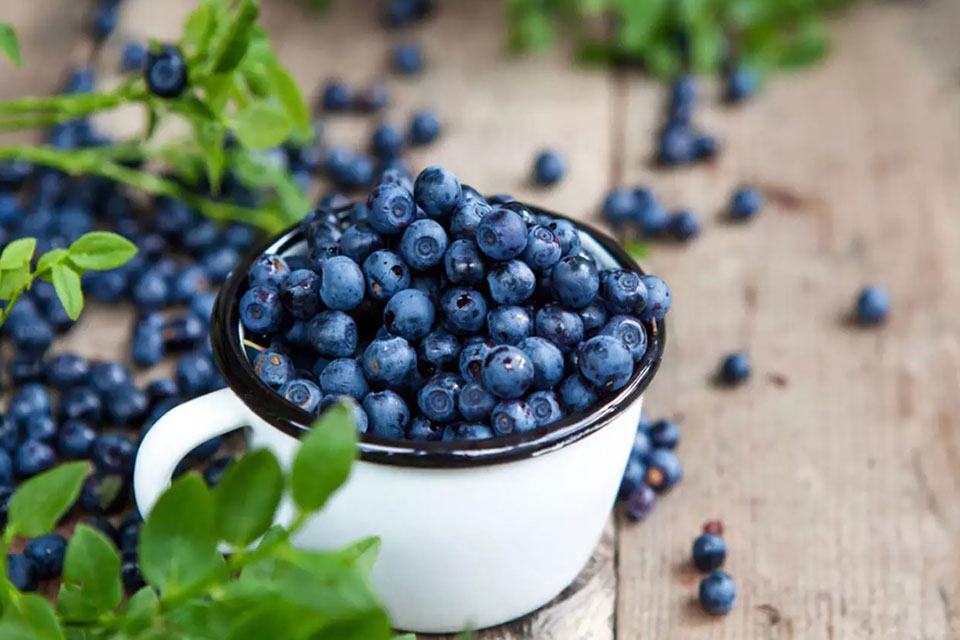 Quả việt quất - Ảnh 02