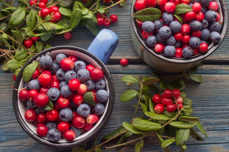 Quả việt quất - Ảnh 04