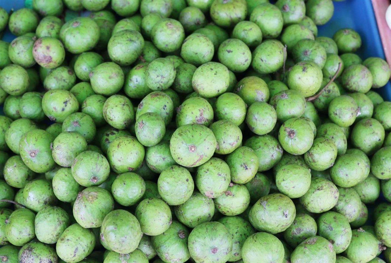 1 kg sấu bao nhiêu tiền? Mua sấu ở đâu?