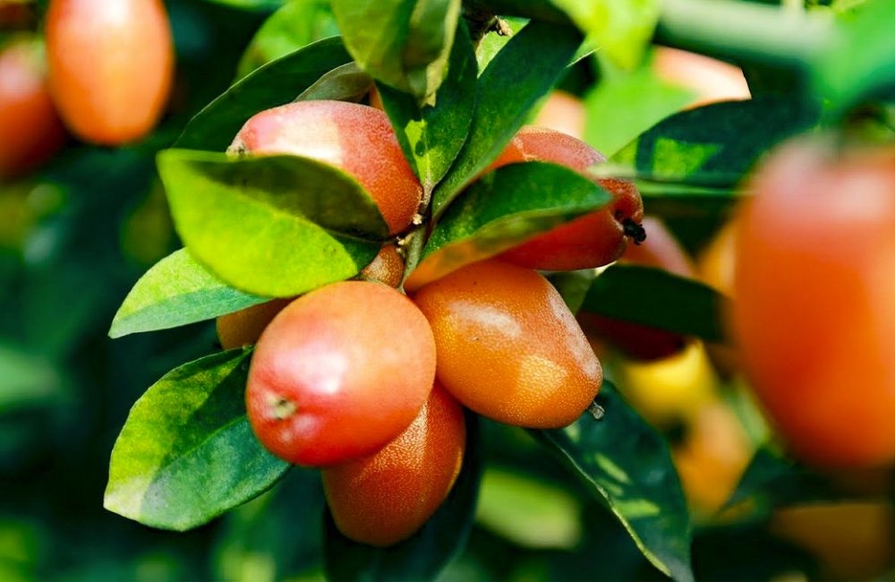 Quả nhót thường có hình bầu dục