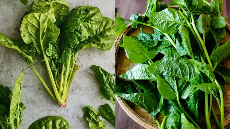 Rau chân vịt và mồng tơi là hai loại rau khác nhau hoàn toàn