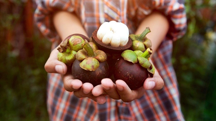 Chọn măng cụt tươi ngon, nhiều thịt sẽ góp phần tạo ly trà thơm ngon