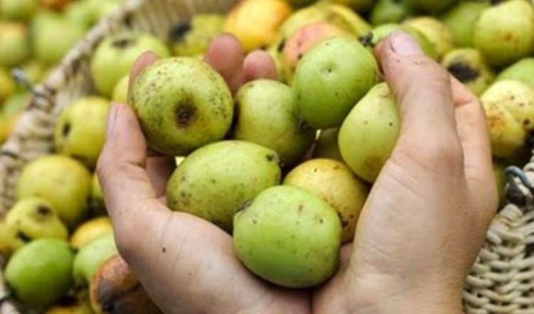 Chọn quả táo mèo có hình dáng hơi dẹt, màu vàng óng