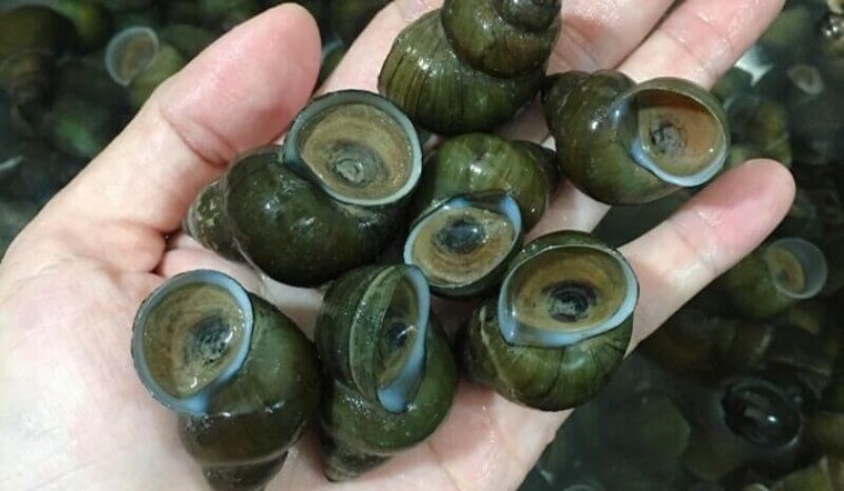 cách luộc ốc ngon 2