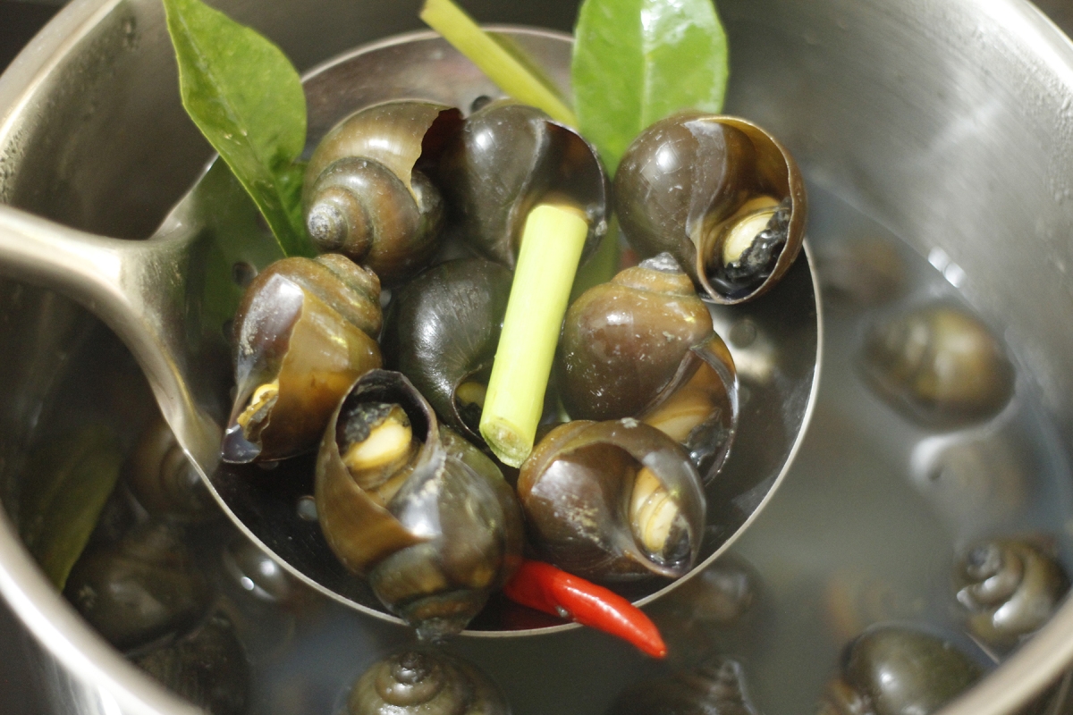 cách luộc ốc ngon 4