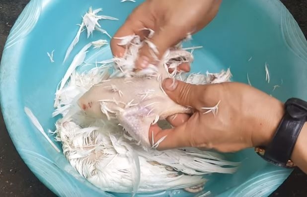 Vặt sạch lông chim