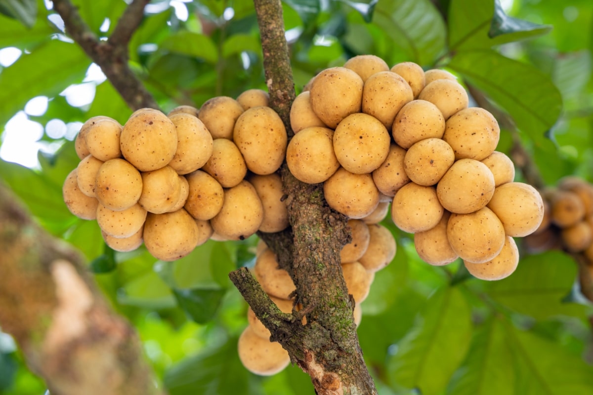 Trái bòn bon 1