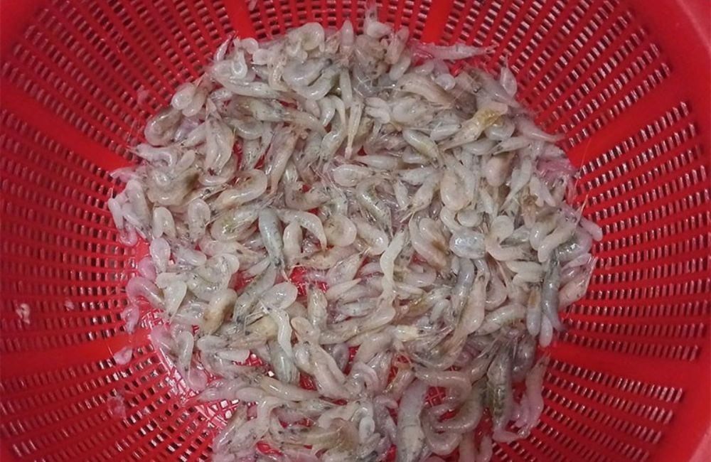 cách làm tép rang (ảnh 1)