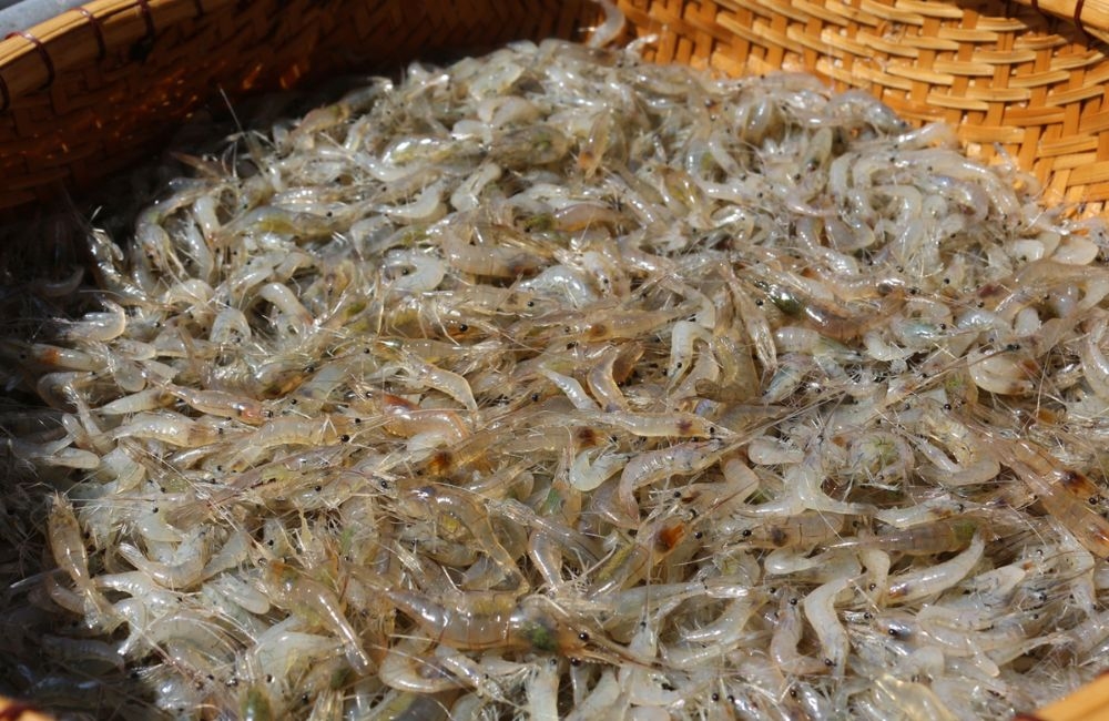 cách làm tép rang (ảnh 6)