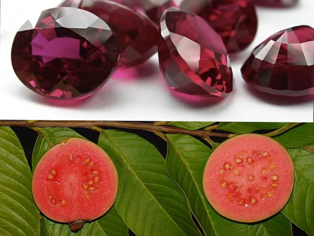 Ổi Ruby 2