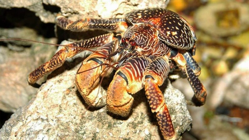 Thức ăn của cua dừa là hoa quả, hạt hoặc lõi non của cây