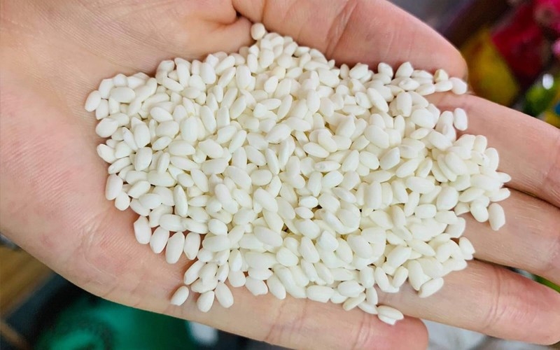 Gạo nếp là những hạt ngắn, màu trắng tròn, đầy đặn