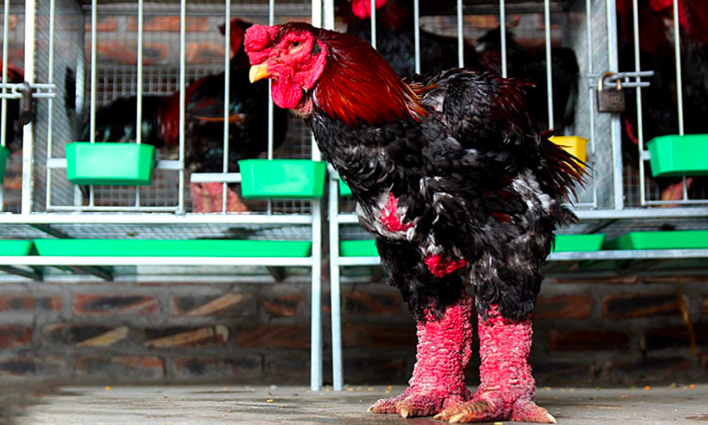 đặc điểm gà đông tảo