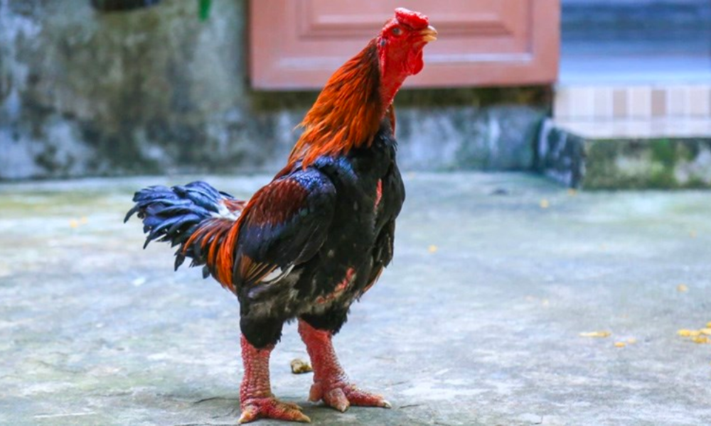 gà đông tảo trưởng thành