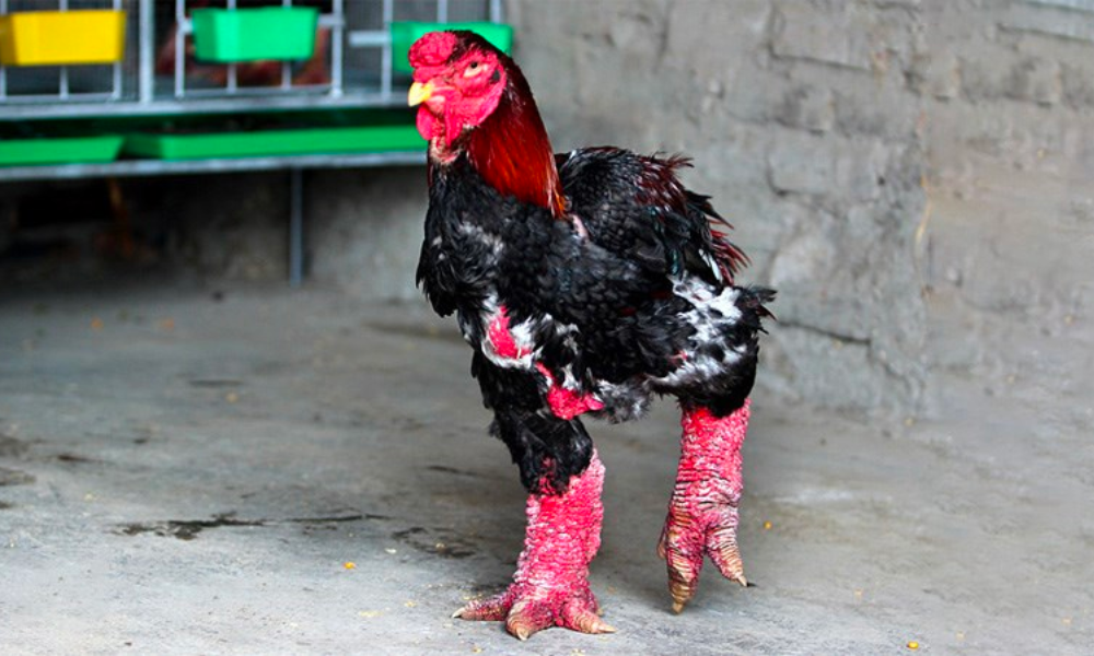 cách mua gà đông tảo