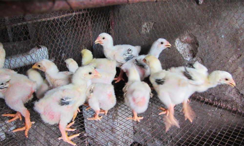 gà đông tảo con