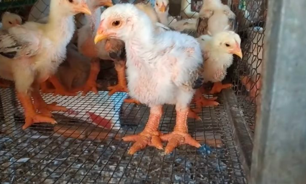 gà đông tảo từ 2 - 3 tháng tuổi