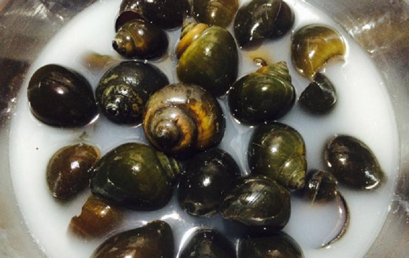 Ngâm ốc trong nước vo gạo cho sạch