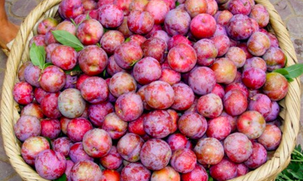 Mận Tam Hoa 
