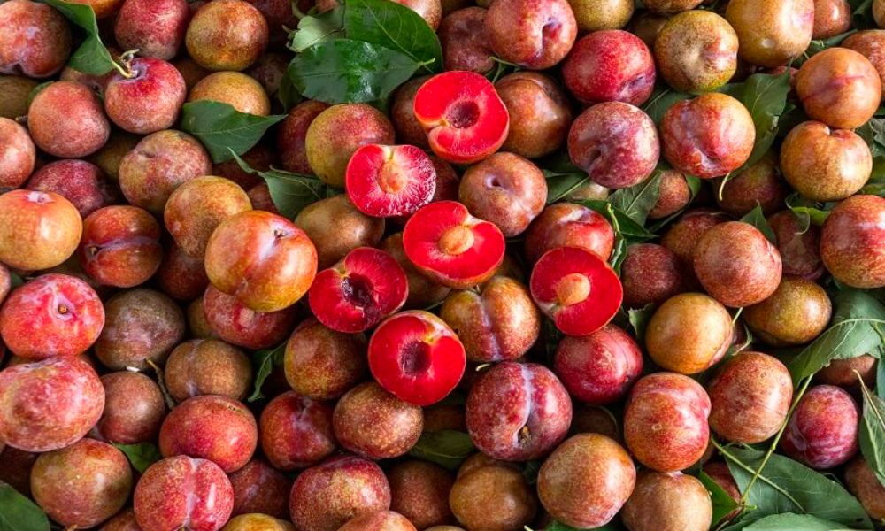 Mận Hậu có kích thước to