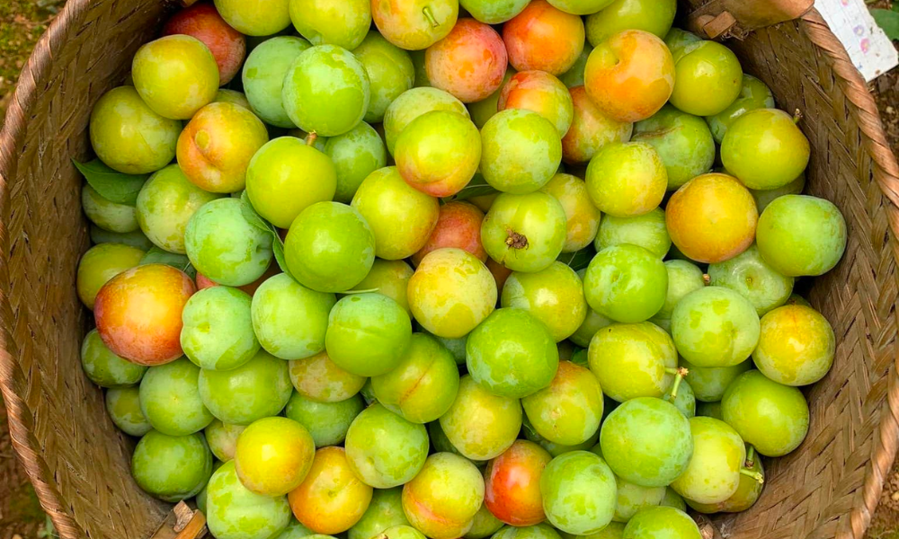 Mận cơm trồng nhiều ở Lạng Sơn