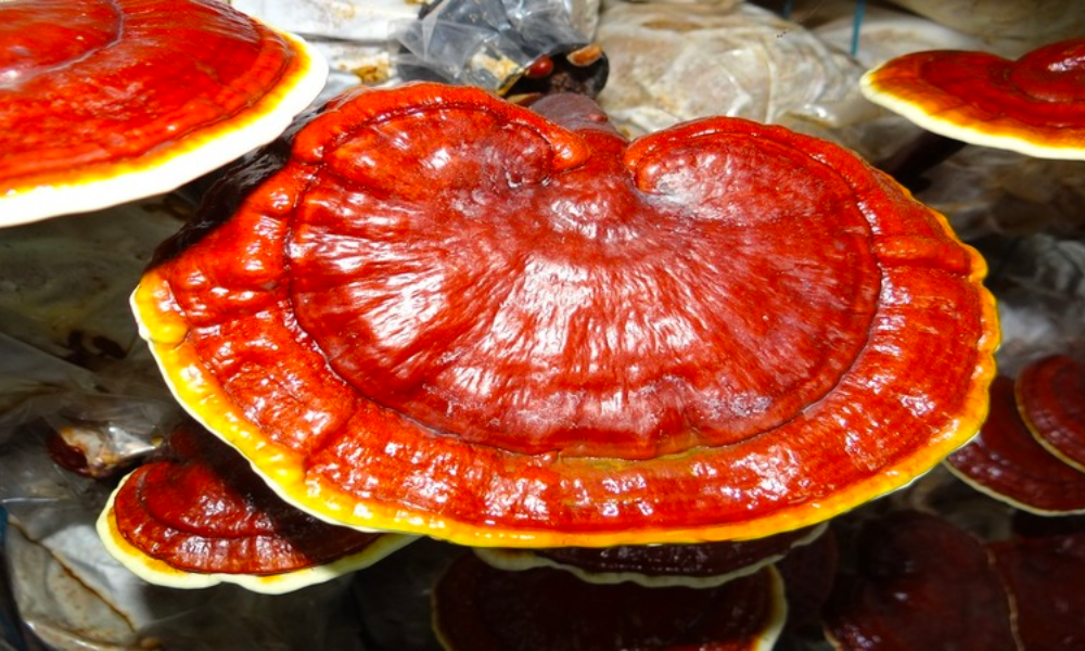 giá nấm linh chi (ảnh 7)