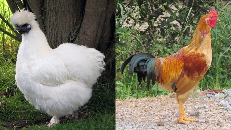 Gà ác và gà ri khác nhau hoàn toàn dựa theo màu sắc bộ lông