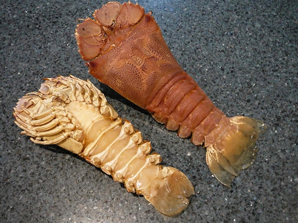 Tôm mũ ni sinh sống chủ yếu ở rạn san hô và rạn đá ngầm dưới đáy biển