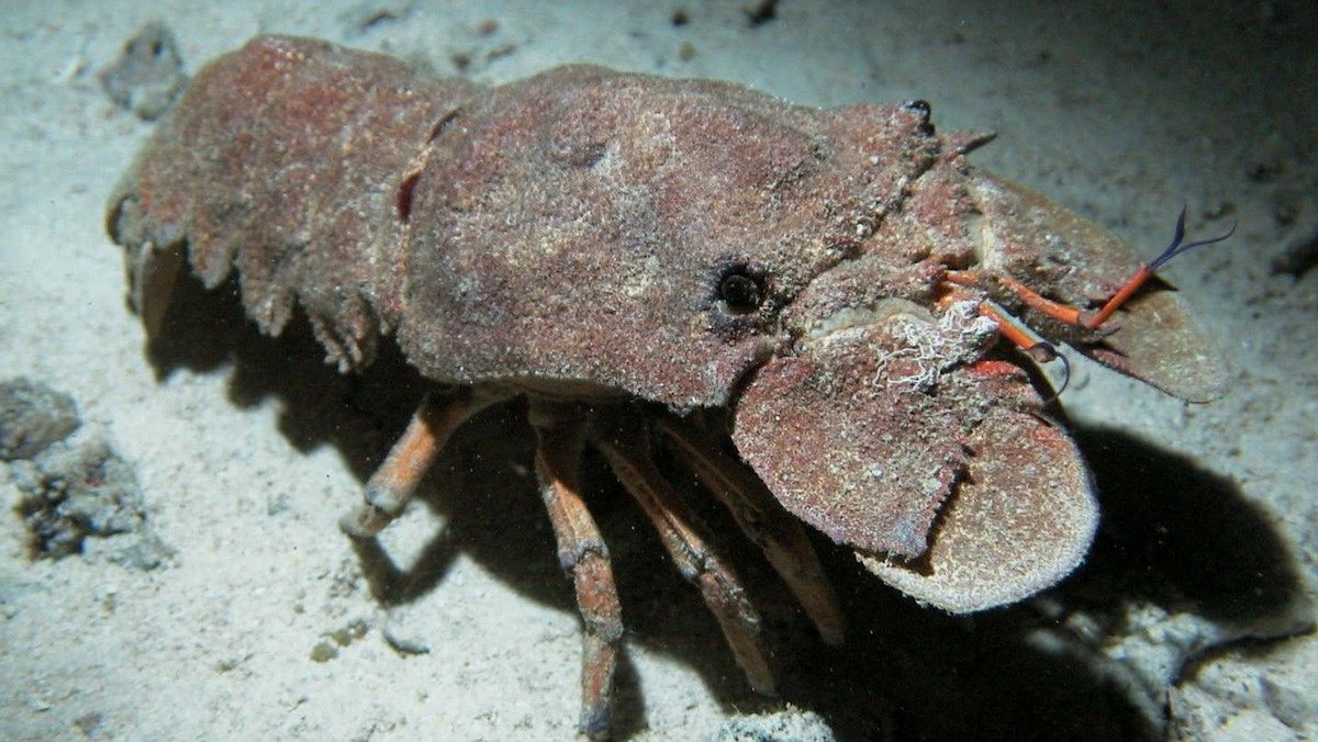 Tôm mũ ni có kích thước khá dài, thịt thơm, ngọt bùi, nhiều chủng loại