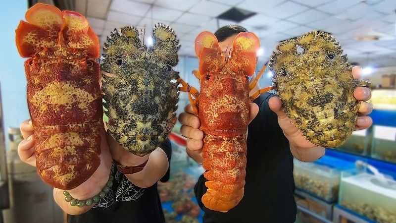 Phân biệt tôm mũ ni qua hình dáng, sắc thái vỏ ngoài