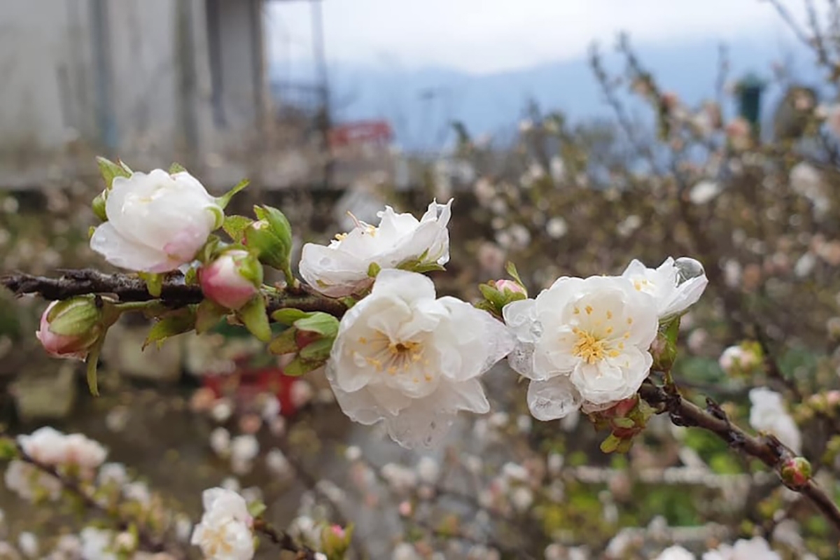 nhất chi mai - hình 3