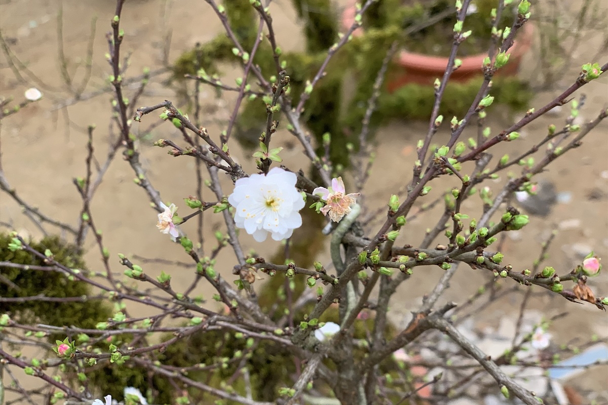 nhất chi mai - hình 5