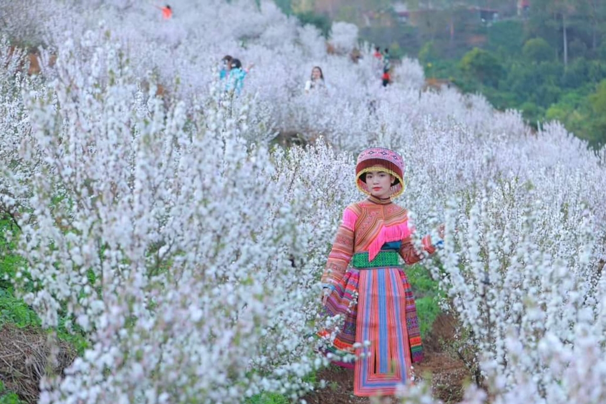 nhất chi mai - hình 2