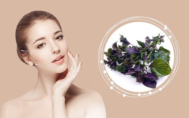 Nước lá tía tô uống giúp đẹp da, nâng cao sức khoẻ