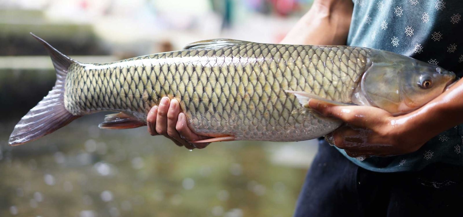 trắm trắng