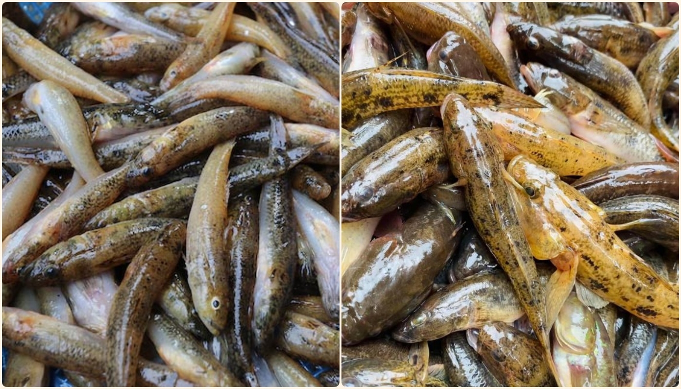 Cá bống nước ngọt