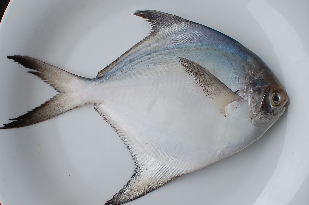 Cá chim trắng