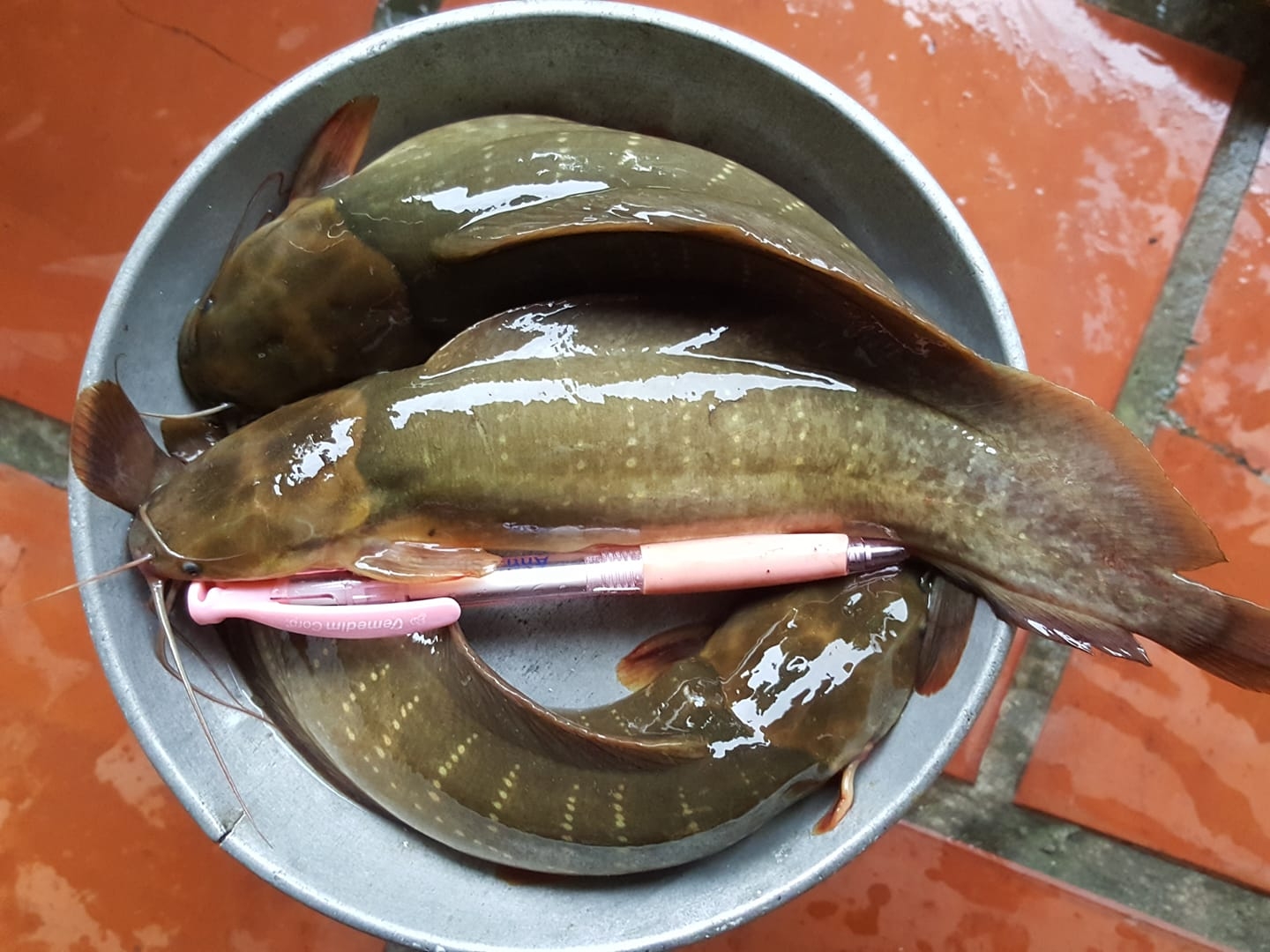 trê