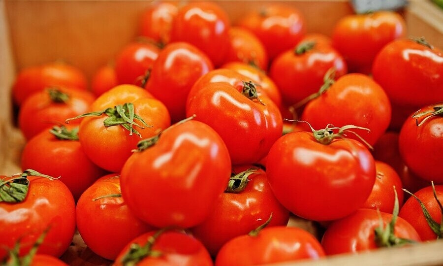 Cách chọn cà chua tươi ngon