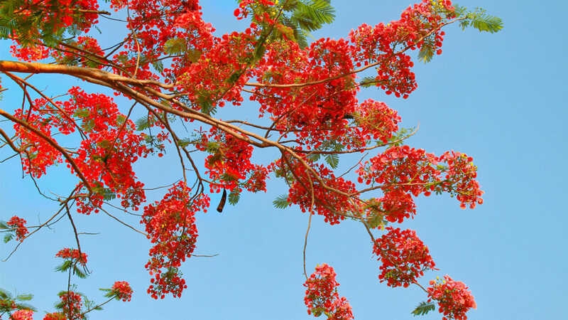 Hoa phượng tìm ở đâu?