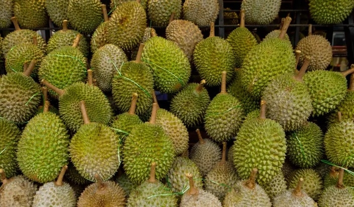 cach chon sau rieng ngon là nhìn vào phần cuốn sầu riêng