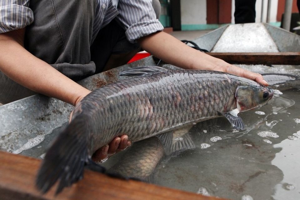 Cá kho làng Vũ Đại 2