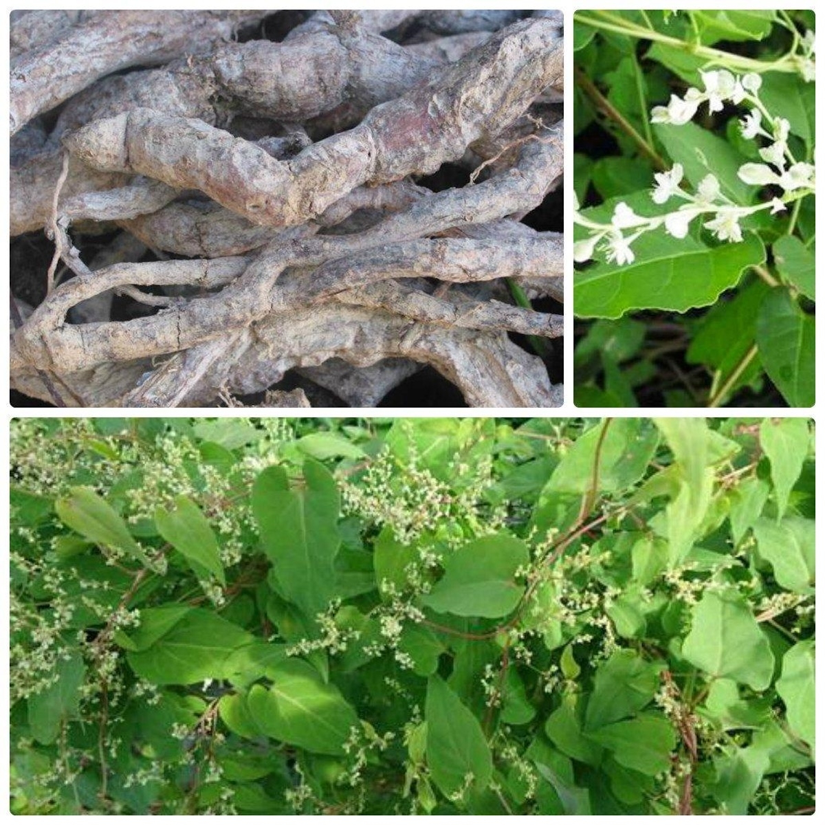 hà thủ ô có tác dụng gì - hình 1
