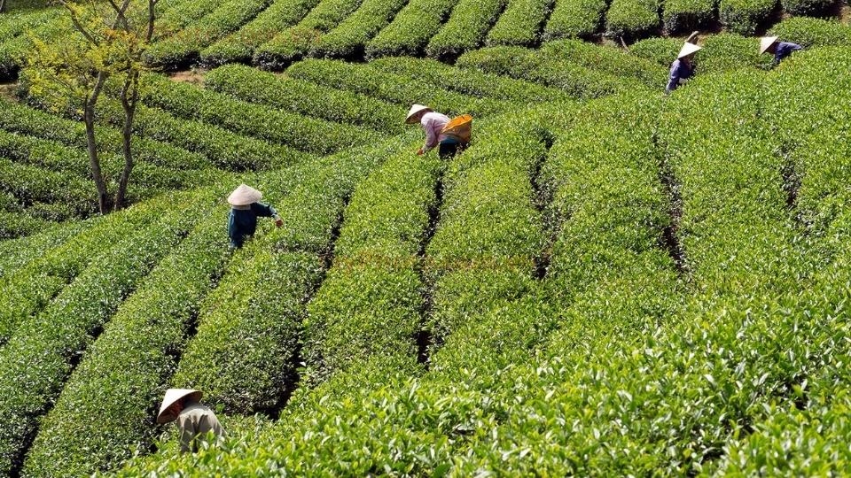 Thu hoạch lá trà tươi