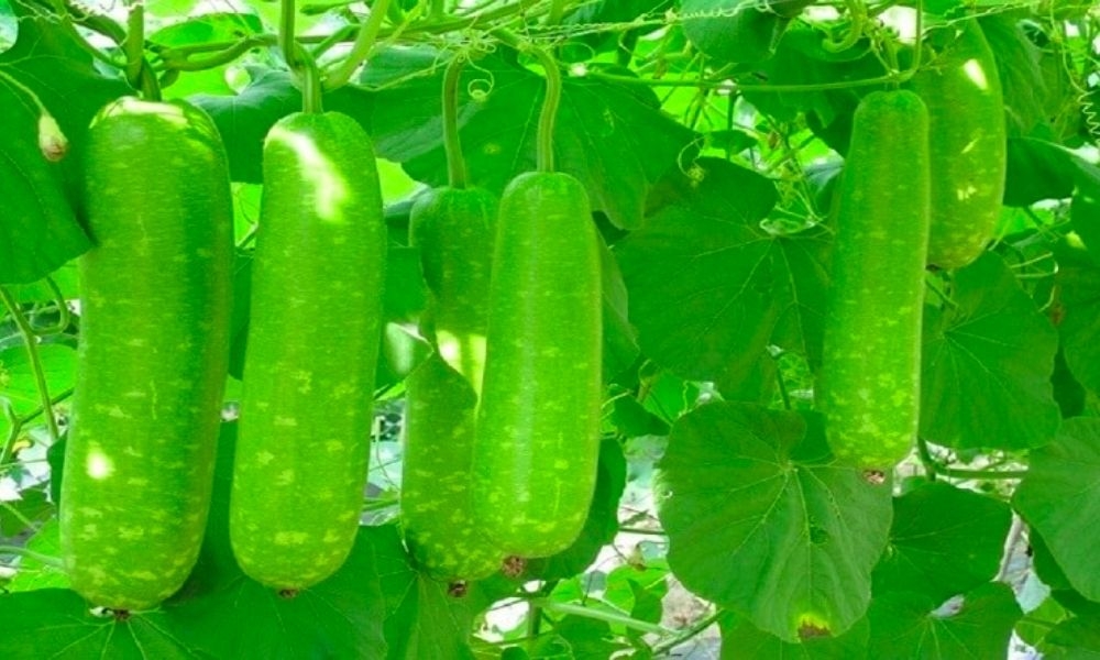 cách nấu canh bầu (ảnh 1)