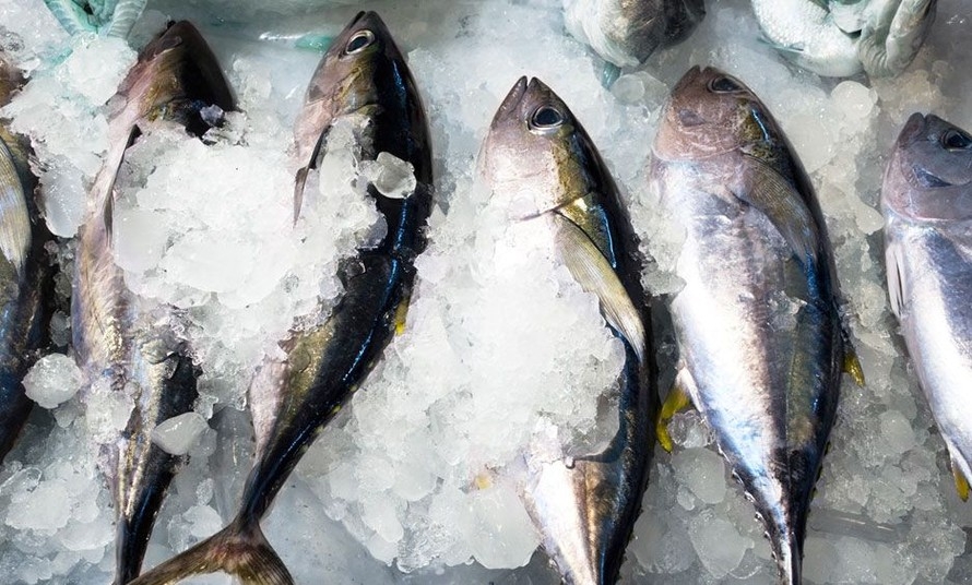 Tuna
