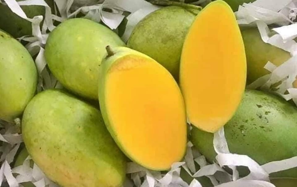 Giống xoài keo có vị chua chua ngòn ngọt