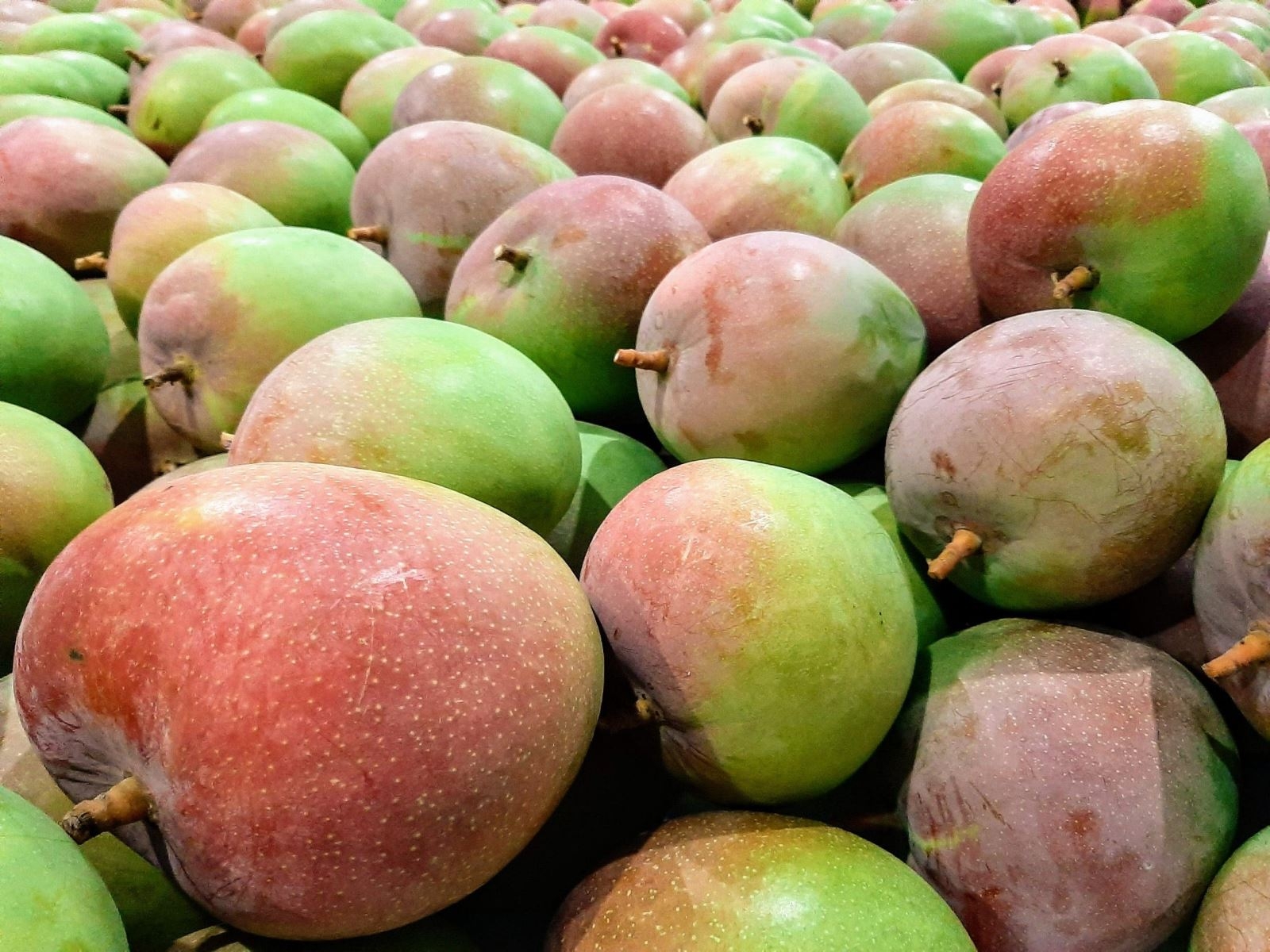 Xoài Úc có dạng tròn, ửng đỏ trên đầu quả, rất dễ nhận biết