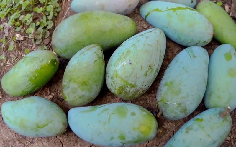 Xoài Thái nên ăn sống vì vị rất giòn, ngọt và thơm lừng